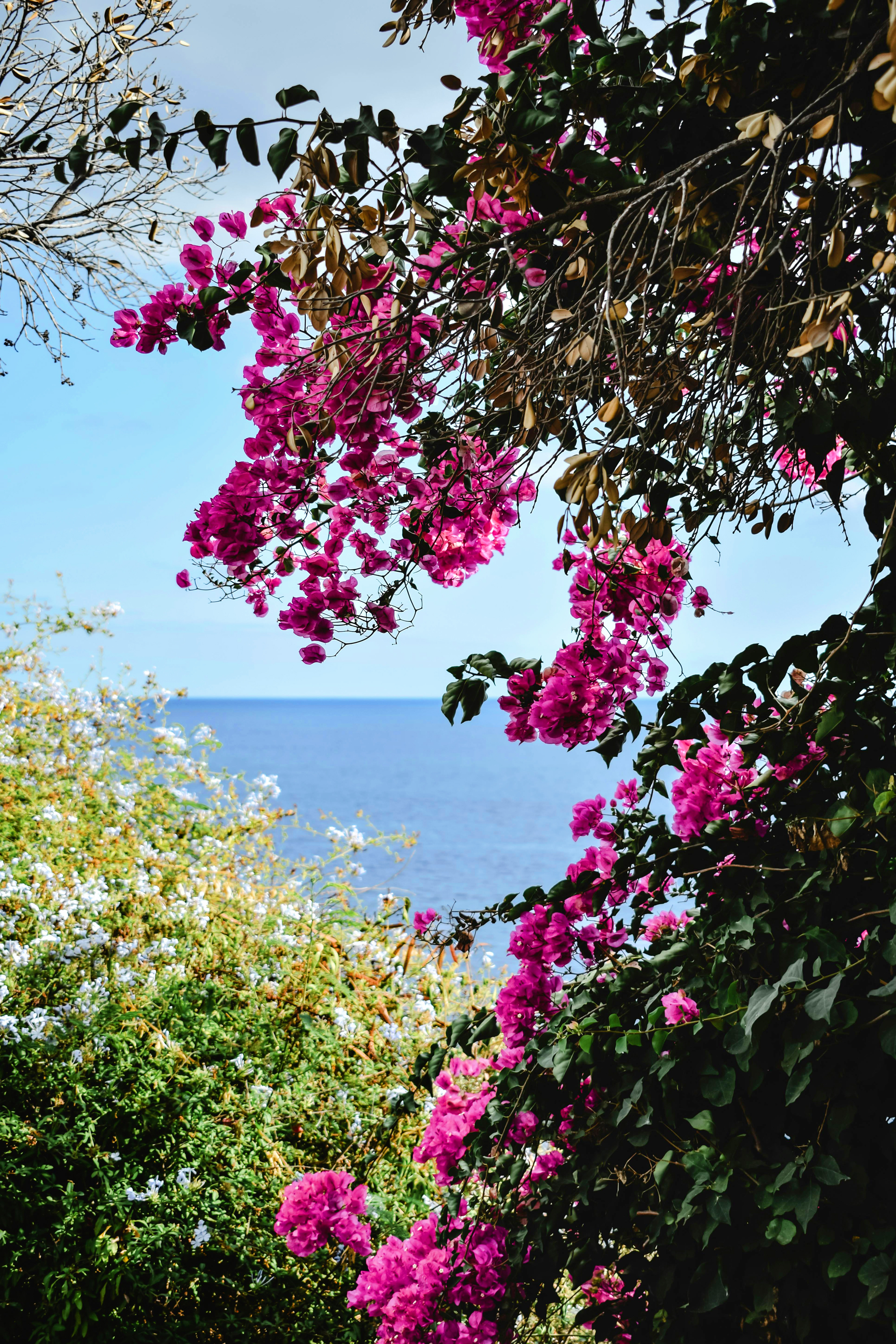 Fleurs et vue sur la mer
